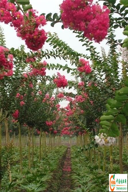 潢川<em>苗圃</em> <em>苗圃</em>医学社区 <em>苗圃</em>主演<em>姐妹情仇</em>