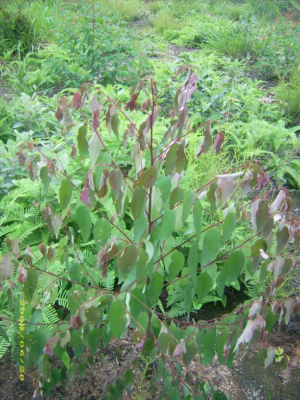 回复专家: 夏芬,回复时间:2008/7/15 12:55:05 您好,桉树红叶枯梢病